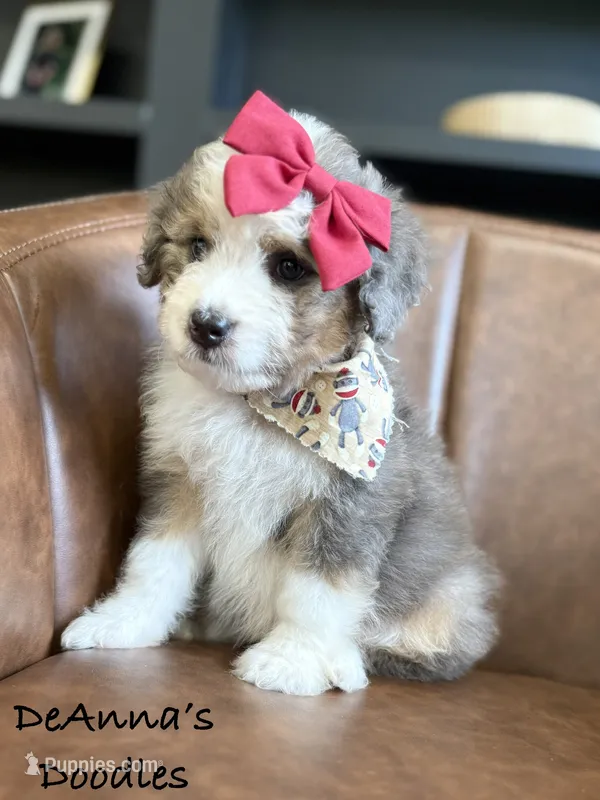 Sue – Aussiedoodle, Miniature Aussiedoodle puppy for sale in Flatwoods, KY
