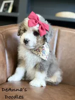 Sue, a female Aussiedoodle and Miniature Aussiedoodle for sale in Flatwoods, KY – 1 of 8