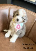 Sue, a female Aussiedoodle and Miniature Aussiedoodle for sale in Flatwoods, KY – 2 of 8