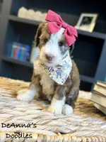 Lemon, a female Sheepadoodle for sale in Flatwoods, KY – 2 of 5