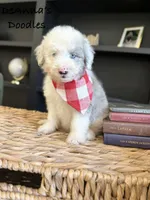 Ben, a male Aussiedoodle and Miniature Aussiedoodle for sale in Flatwoods, KY – 4 of 5