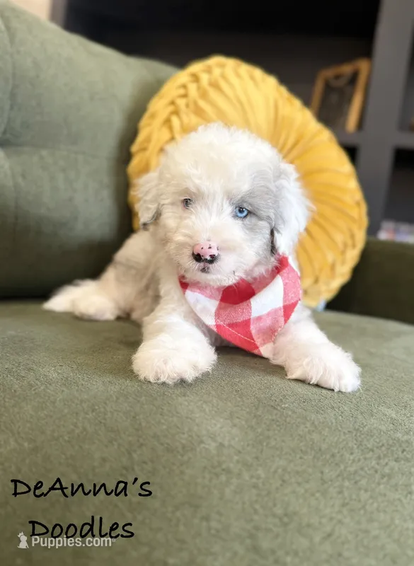 Ben – Aussiedoodle, Miniature Aussiedoodle puppy for sale in Flatwoods, KY
