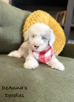 Ben, a male Aussiedoodle and Miniature Aussiedoodle for sale in Flatwoods, KY – 2 of 5