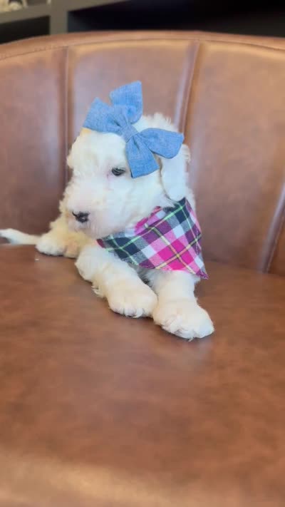 Sprinkle Panda, a female Sheepadoodle for sale in Flatwoods, KY – 4 of 4