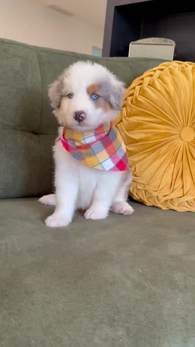 Johnny, a male Aussiedoodle and Miniature Aussiedoodle for sale in Flatwoods, KY – 7 of 7