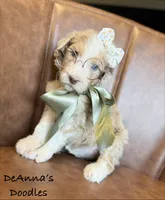Strawberry, a female Sheepadoodle for sale in Flatwoods, KY – 5 of 5