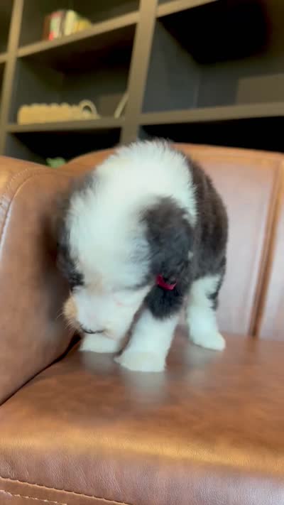 Mega Chubbs, a male Sheepadoodle for sale in Flatwoods, KY – 6 of 6