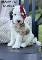 Sprinkle Panda, a female Sheepadoodle for sale in Flatwoods, KY – 6 of 9