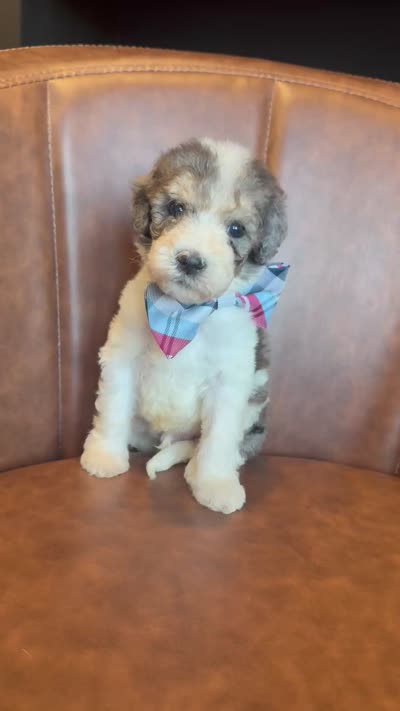 Dereck, a male Sheepadoodle for sale in Flatwoods, KY – 5 of 5