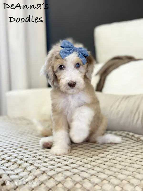 Strawberry – Sheepadoodle puppy for sale in Flatwoods, KY