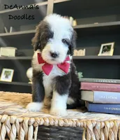 Mega Chubbs, a male Sheepadoodle for sale in Flatwoods, KY – 2 of 6
