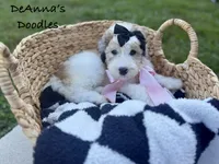 Poopsy, a female Sheepadoodle for sale in Flatwoods, KY – 5 of 10