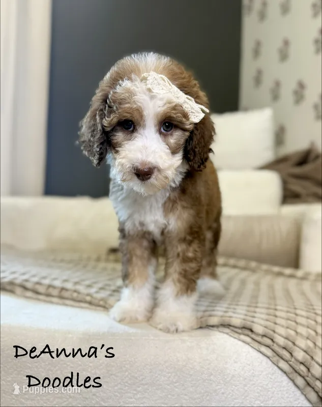 Lemon – Sheepadoodle puppy for sale in Flatwoods, KY