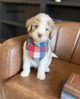 Apollo, a male Bernedoodle for sale in Flatwoods, KY – Photo 3 of 4