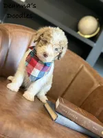 Apollo, a male Bernedoodle for sale in Flatwoods, KY – Photo 2 of 4