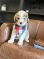 Apollo, a male Bernedoodle for sale in Flatwoods, KY – Photo 1 of 4