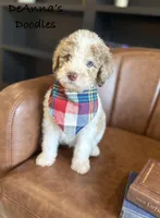 Apollo, a male Bernedoodle for sale in Flatwoods, KY – Photo 4 of 4