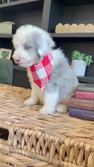 Ben, a male Aussiedoodle and Miniature Aussiedoodle for sale in Flatwoods, KY – 5 of 5