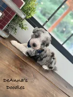 Reed, a male Aussiedoodle and Miniature Aussiedoodle for sale in Flatwoods, KY – 7 of 8