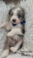 Reed, a male Aussiedoodle and Miniature Aussiedoodle for sale in Flatwoods, KY – 5 of 8