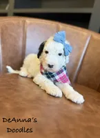 Sprinkle Panda, a female Sheepadoodle for sale in Flatwoods, KY – 2 of 4