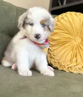 Johnny, a male Aussiedoodle and Miniature Aussiedoodle for sale in Flatwoods, KY – 6 of 7