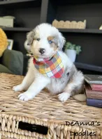 Johnny, a male Aussiedoodle and Miniature Aussiedoodle for sale in Flatwoods, KY – 2 of 7