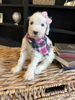 Sprinkle Panda, a female Sheepadoodle for sale in Flatwoods, KY – 3 of 4