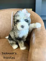 Artemis, a female Bernedoodle for sale in Flatwoods, KY – Photo 4 of 7
