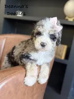 Artemis, a female Bernedoodle for sale in Flatwoods, KY – Photo 2 of 7
