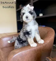 Artemis, a female Bernedoodle for sale in Flatwoods, KY – Photo 5 of 7
