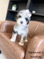 Artemis, a female Bernedoodle for sale in Flatwoods, KY – Photo 6 of 7