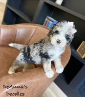 Artemis, a female Bernedoodle for sale in Flatwoods, KY – Photo 1 of 7