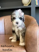 Artemis, a female Bernedoodle for sale in Flatwoods, KY – Photo 3 of 7