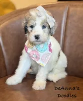 Poopsy, a female Sheepadoodle for sale in Flatwoods, KY – 2 of 4
