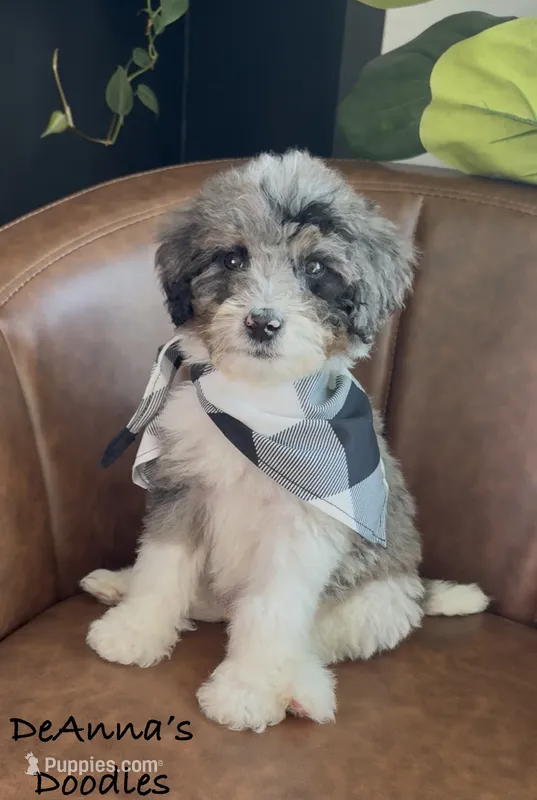 Loki – Bernedoodle puppy on hold in Flatwoods, KY