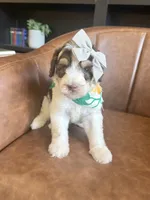 Mia, a female Sheepadoodle for sale in Flatwoods, KY – 7 of 8