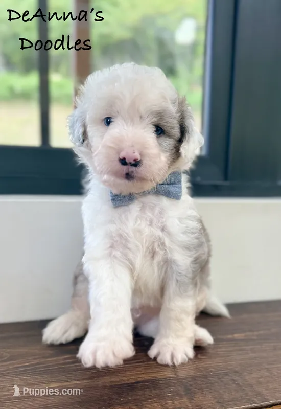 Ben – Aussiedoodle, Miniature Aussiedoodle puppy for sale in Flatwoods, KY