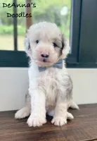 Ben, a male Aussiedoodle and Miniature Aussiedoodle for sale in Flatwoods, KY – 1 of 5