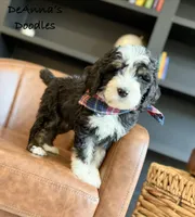 Kratos, a male Bernedoodle for sale in Flatwoods, KY – Photo 5 of 5