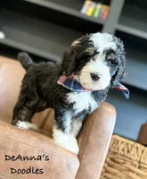 Kratos, a male Bernedoodle for sale in Flatwoods, KY – Photo 2 of 5