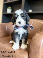 Kratos, a male Bernedoodle for sale in Flatwoods, KY – Photo 4 of 5