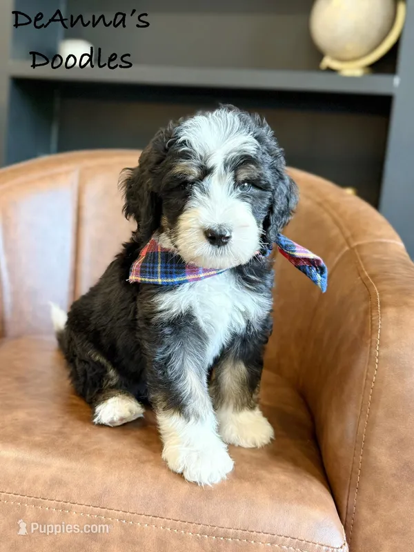 Kratos – Bernedoodle puppy for sale in Flatwoods, KY