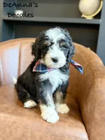 Kratos, a male Bernedoodle for sale in Flatwoods, KY – Photo 1 of 5