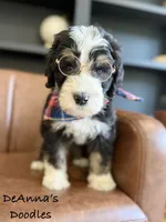 Kratos, a male Bernedoodle for sale in Flatwoods, KY – Photo 3 of 5