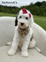 Sprinkle Panda, a female Sheepadoodle for sale in Flatwoods, KY – 9 of 9