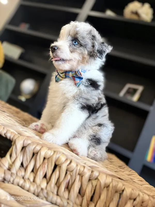 Reed – Aussiedoodle, Miniature Aussiedoodle puppy for sale in Flatwoods, KY