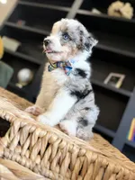 Reed, a male Aussiedoodle and Miniature Aussiedoodle for sale in Flatwoods, KY – 1 of 8