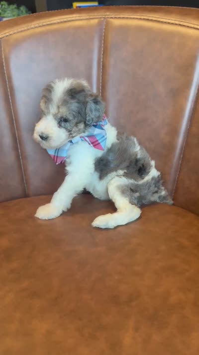 Dereck, a male Sheepadoodle for sale in Flatwoods, KY – 4 of 5