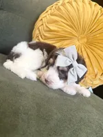 Mia, a female Sheepadoodle for sale in Flatwoods, KY – 6 of 8